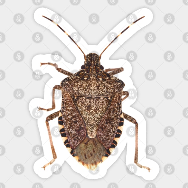 Brown marmorated stink bug Sticker by SDym Photography